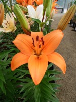 [4091 Yale DJ No02.JPG]